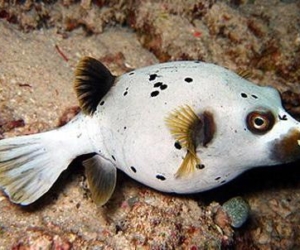Arothron Nigropunctatus