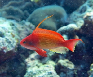 Pseudanthias Squamipinnis