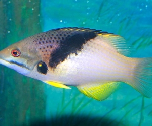 Bodianus Mesothorax