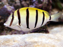 Acanthurus Triostegu L