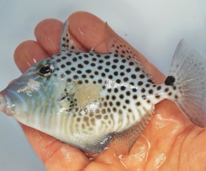 Balistoides Punctatus L