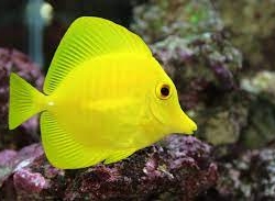 Zebrasoma Flavescens L