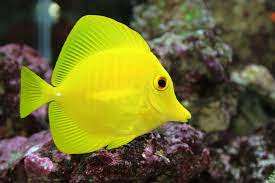 Zebrasoma Flavescens L